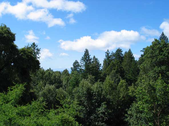 The view from our upstairs deck, looking at the woods and the ocean beyond