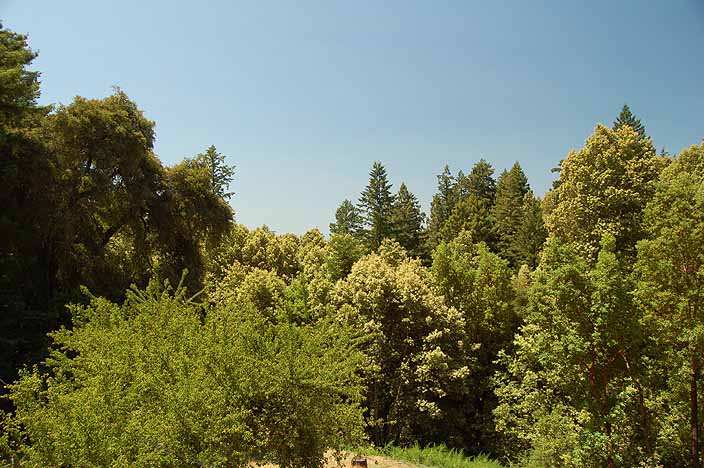 The view from our upstairs deck, looking at the woods and the ocean beyond