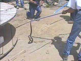a cute little rattlesnake, 4 feet long, 8 rattles