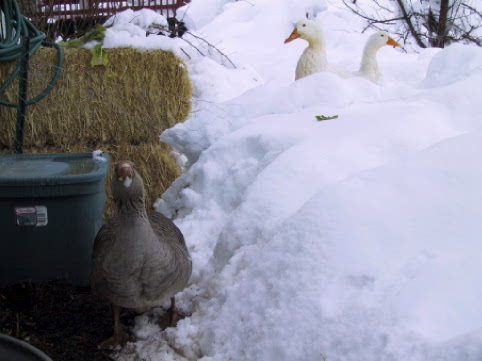 Ducks and Goose in '03 Blizzard