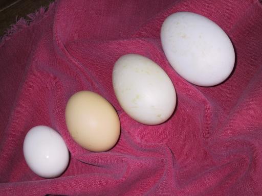 Four Eggs
