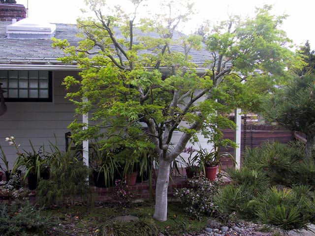 Front-yard-maple