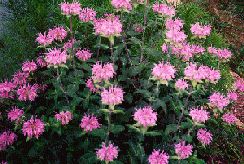 monarda