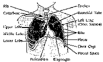 [IMAGE: The Lungs and Chest Cavity]
