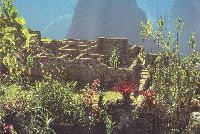 Thumbnail: flora on ancient ruins.