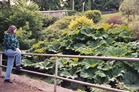 plants with very BIG leaves in Lisdoonvarna