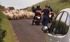 Irish traffic jam - sheep on the road