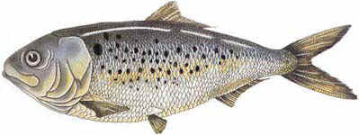 menhaden