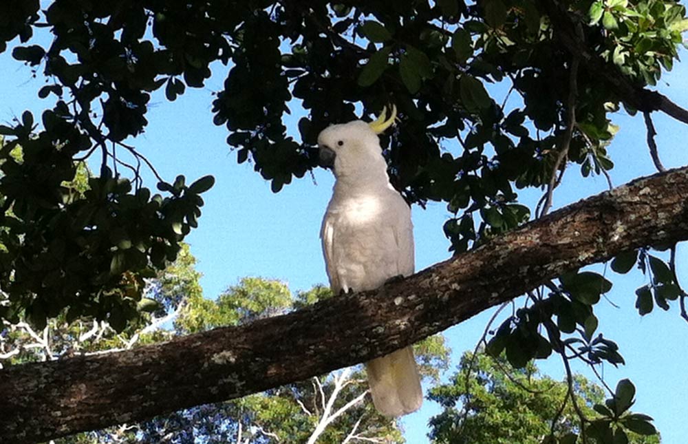 cockatoo species that arent loud