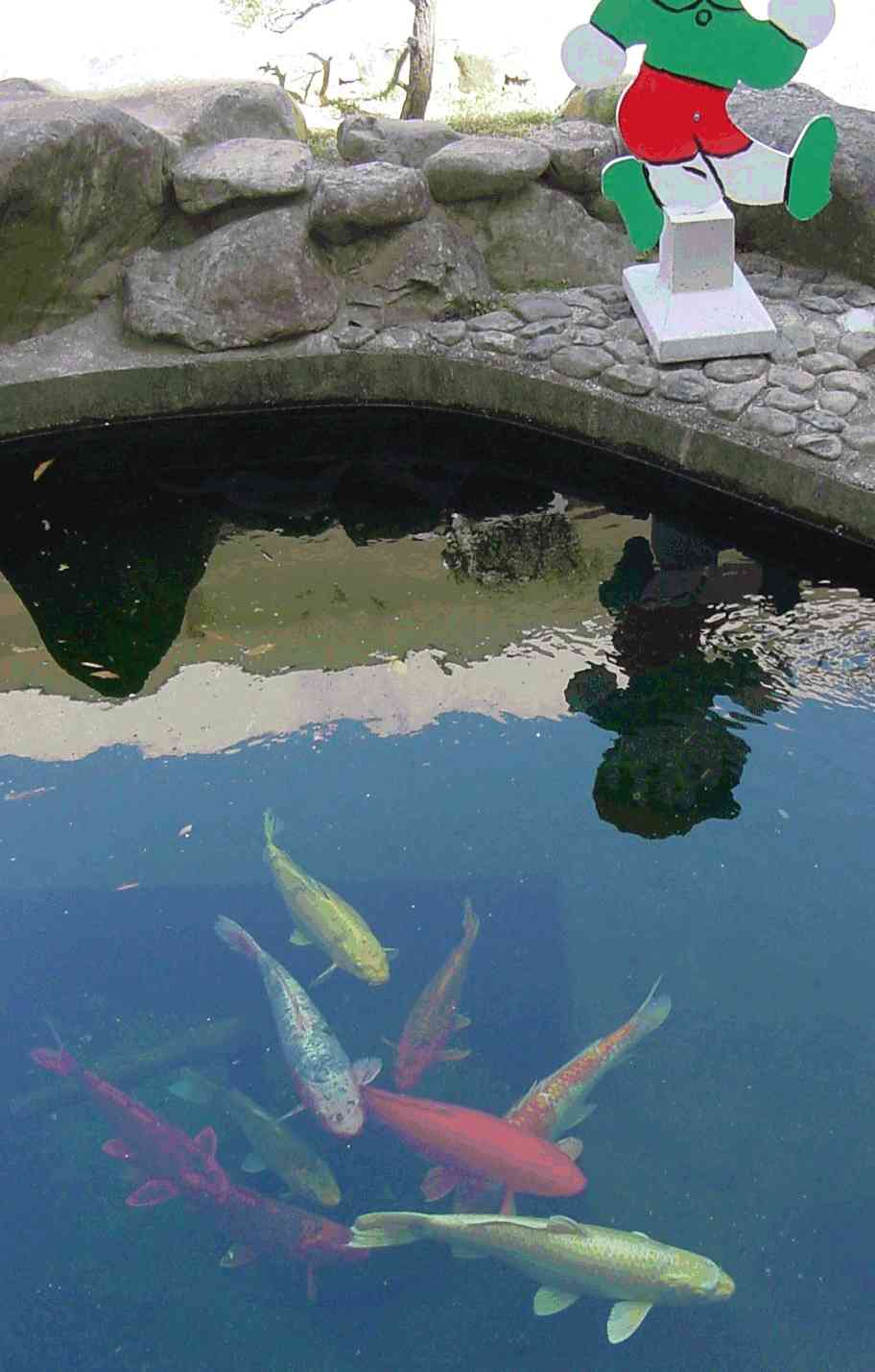 Yagi elementary school koi pond.