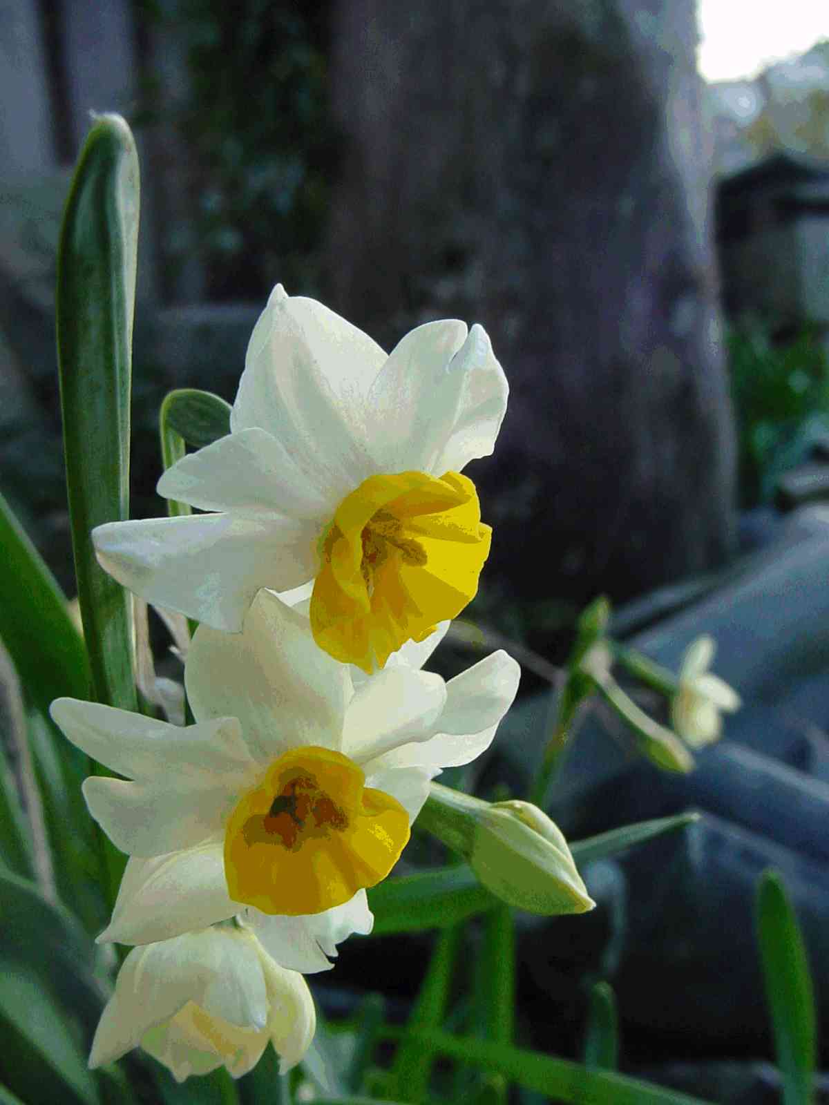 Yagi Yahara  suisen (narcissus) 3 06jan7.JPG