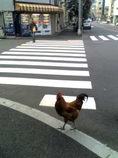 torchicken Mar. 28, 2008.
