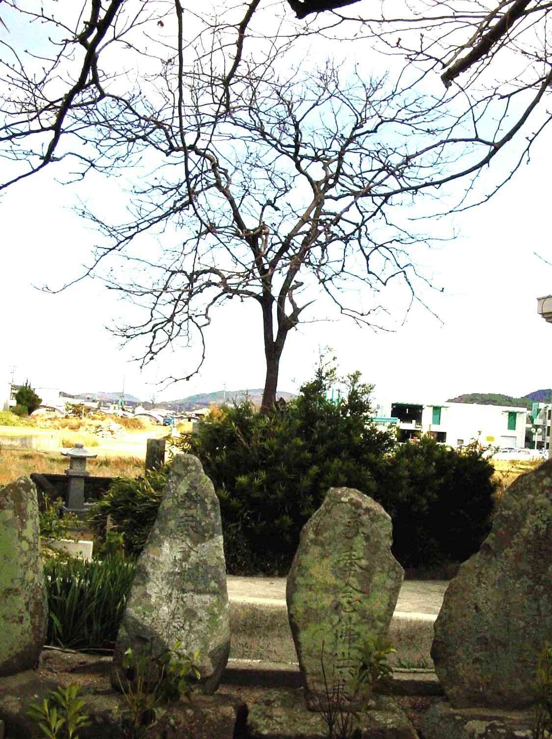 Tree and burial site. 05dec10.