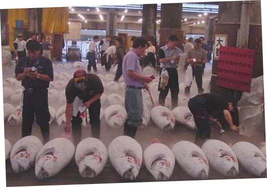 Tsukiji has a million fish tails. This is the story of some of them