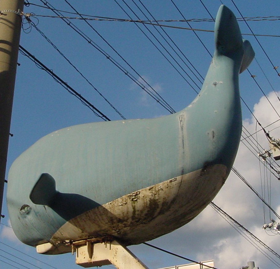 Mihara whale. 05nov29.