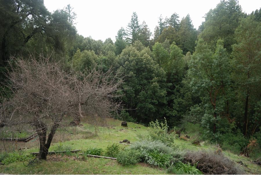 The view from the upstairs deck, looking at the woods and the ocean beyond