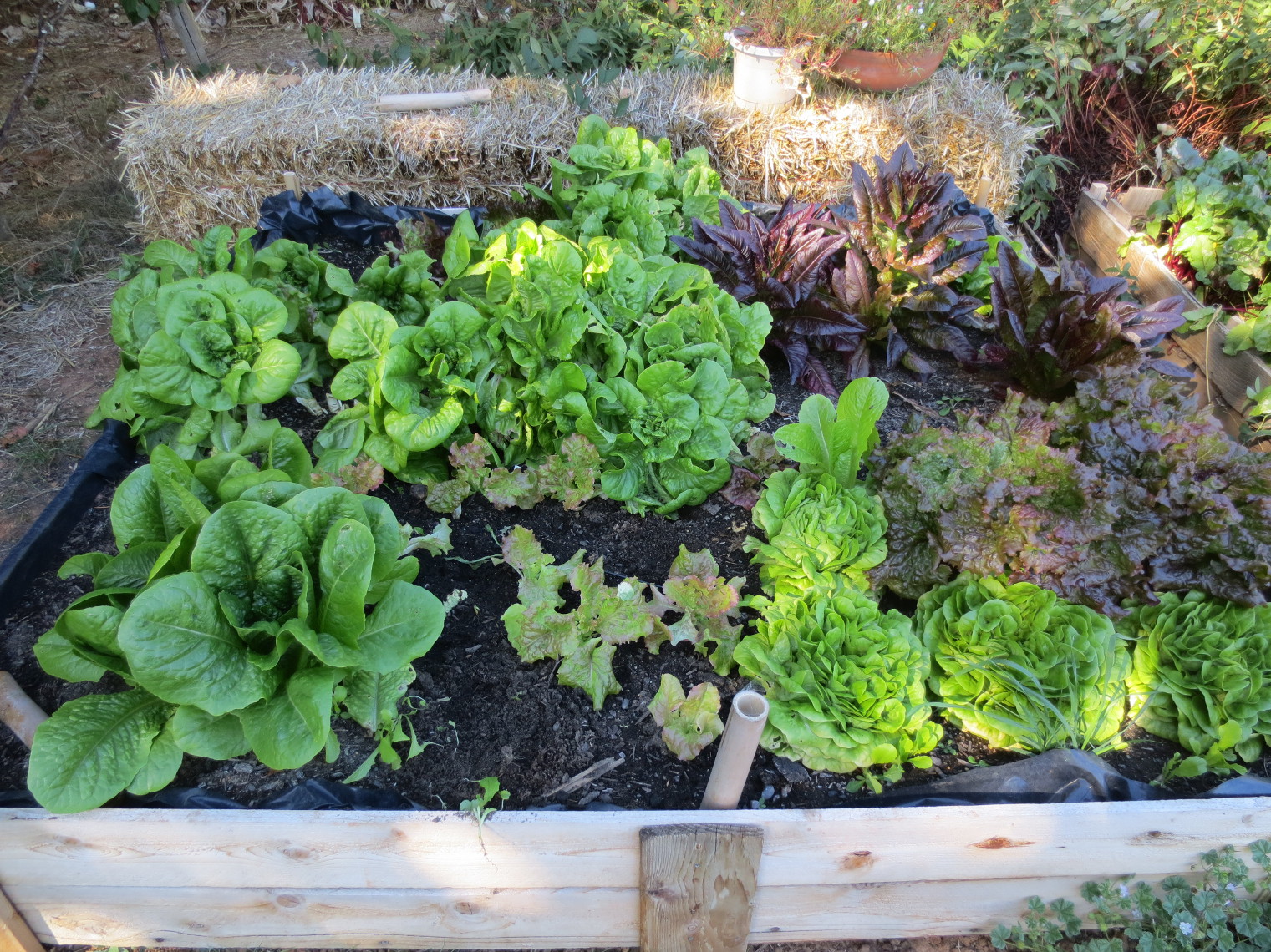 lettuce bed