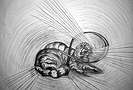 Cat drawing
