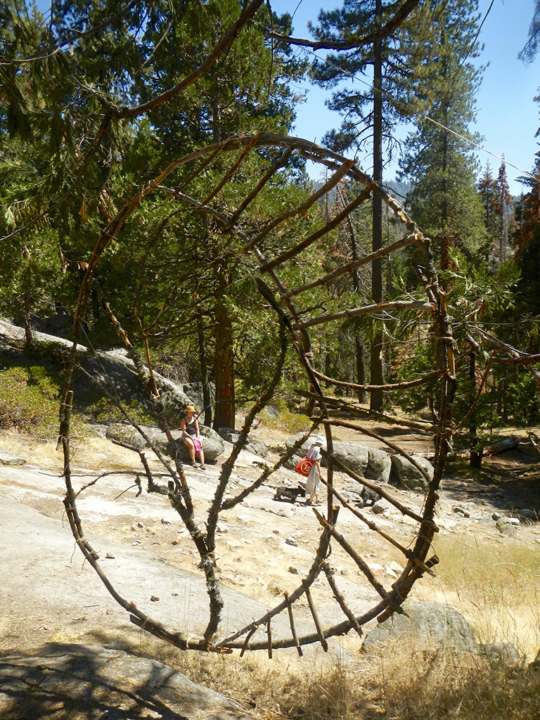 "Dreaming of Forests Past"