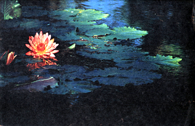Lily Pond