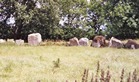 some of the stones that make this huge ancient circle
