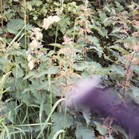 Is that tiny blur a fairy?